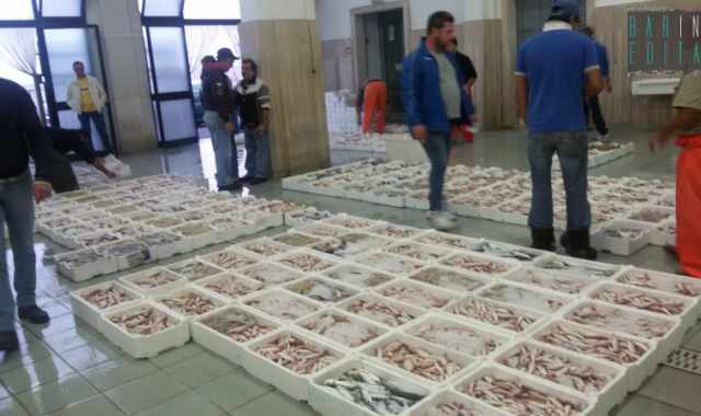 Bisceglie, ore 7 del mattino: tra grida, triglie e seppie parte l'asta del pesce